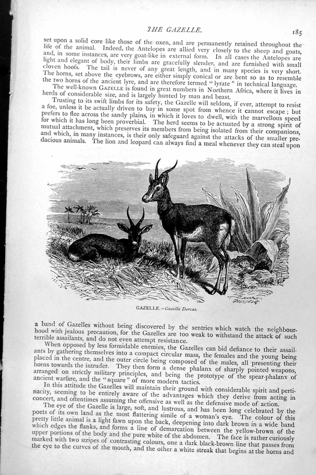 Original Old Antique Print Gazelle Gazella Dorcas C1890 19th Century