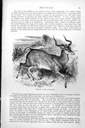Old Antique Print Pallah Aepyceros Melampus Curved Horned Antelope C1890 19th
