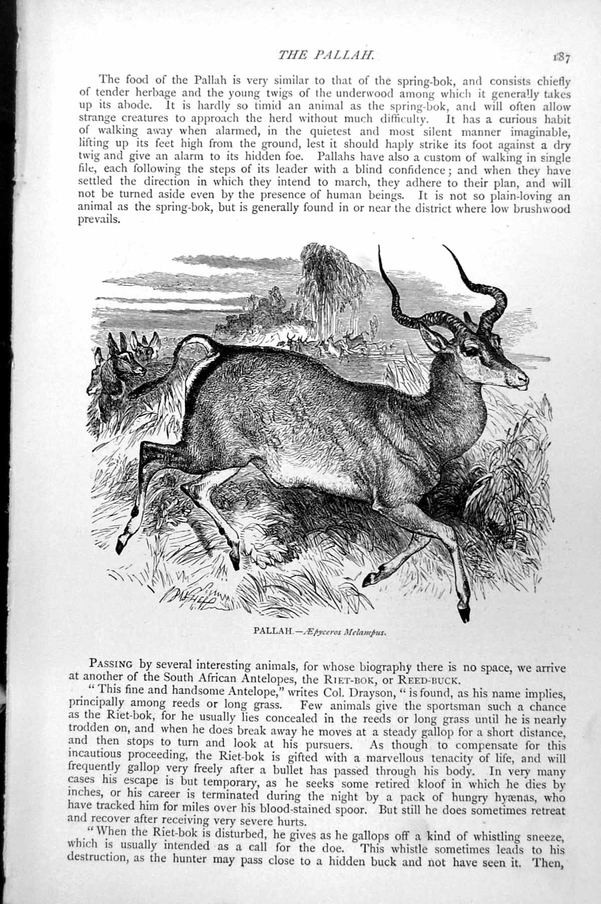 Old Antique Print Pallah Aepyceros Melampus Curved Horned Antelope C1890 19th