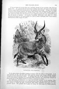 Original Old Antique Print Water Buck Kobus Ellipsprymnus C1890 19th