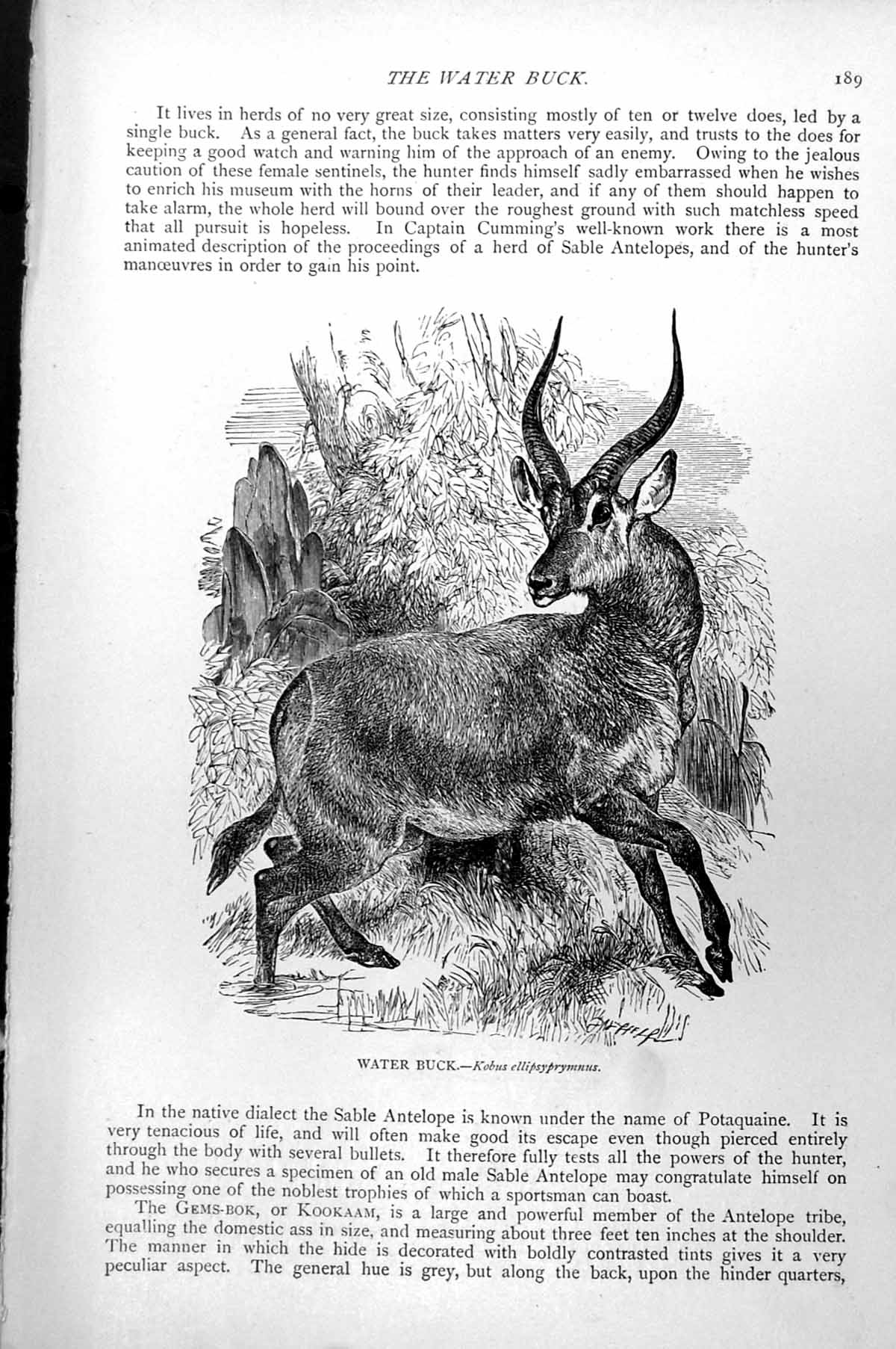 Original Old Antique Print Water Buck Kobus Ellipsprymnus C1890 19th