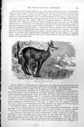 Original Old Antique Print Chamois Rupicapra Tragus C1890 19th