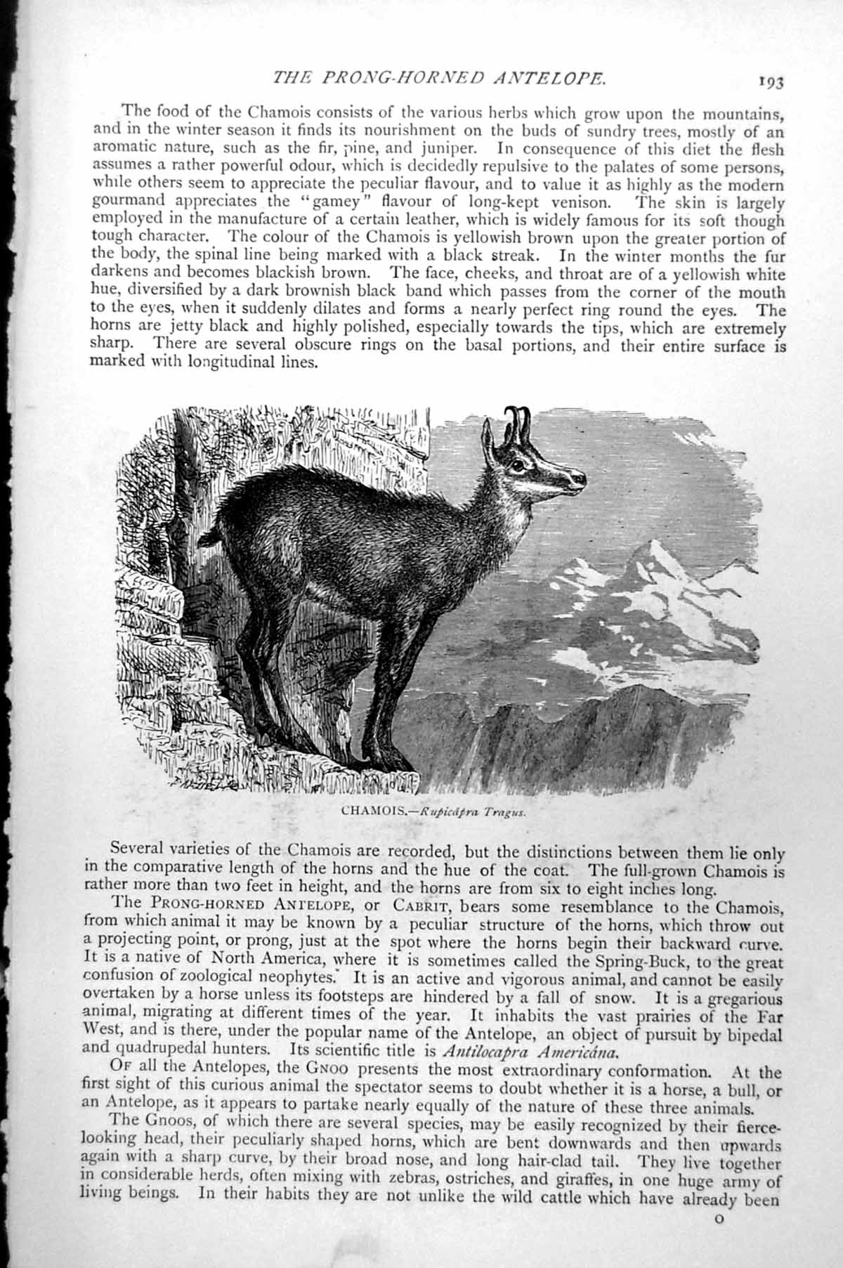 Original Old Antique Print Chamois Rupicapra Tragus C1890 19th
