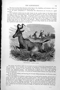 Original Old Antique Print Hartebeest Alcephalus Caama Herd Running C1890 19th