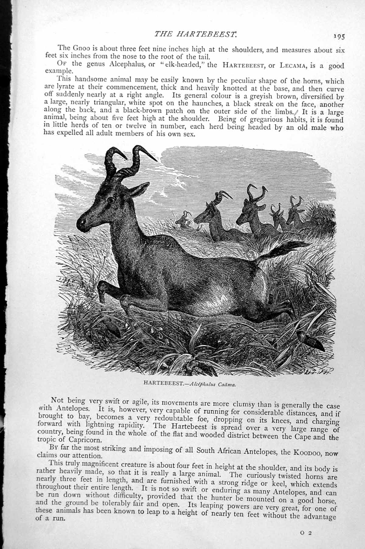Original Old Antique Print Hartebeest Alcephalus Caama Herd Running C1890 19th