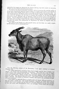 Original Old Antique Print Eland Oreas Canna C1890 19th Century