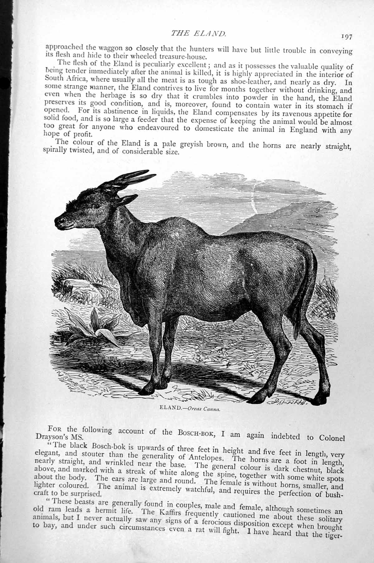 Original Old Antique Print Eland Oreas Canna C1890 19th Century