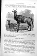 Original Old Antique Print Nylghau Portax Iragocamelus Pair Standing C1890 19th