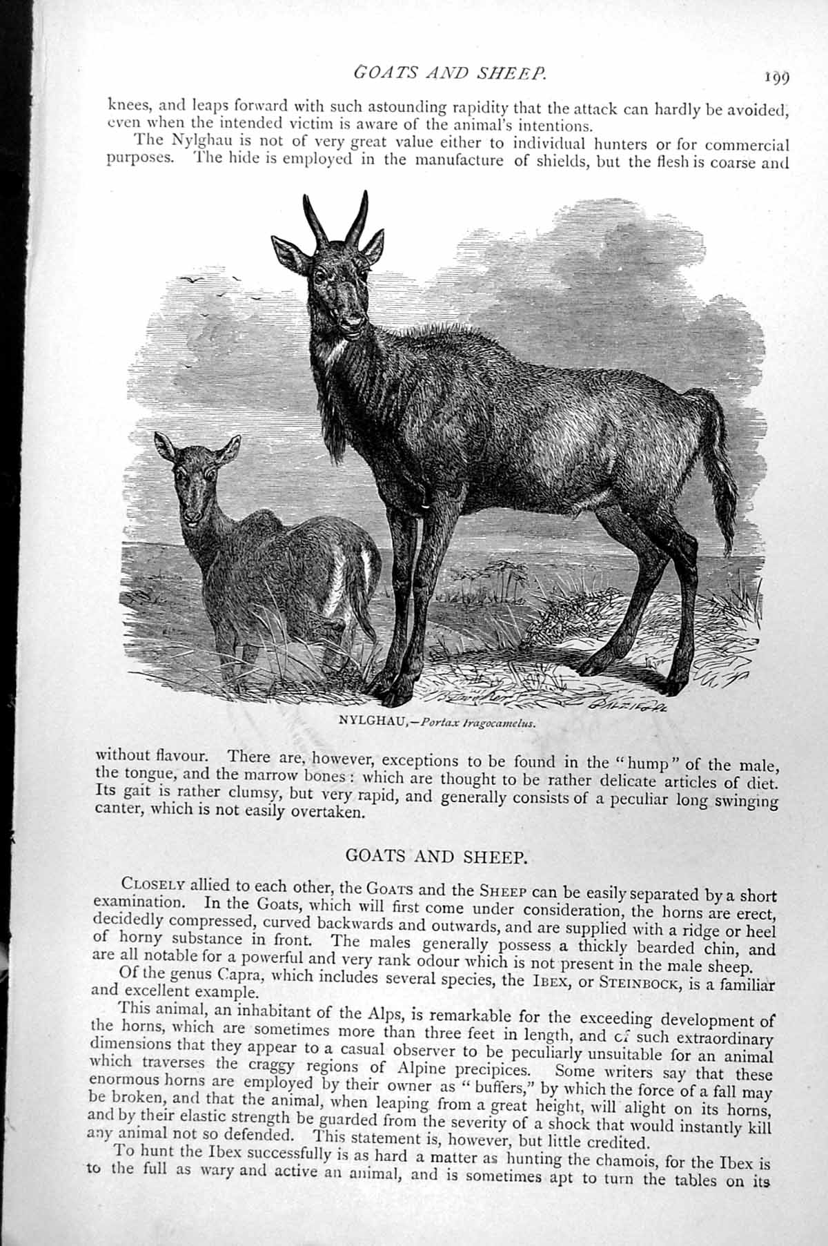 Original Old Antique Print Nylghau Portax Iragocamelus Pair Standing C1890 19th