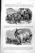 Original Old Antique Print Goat Hircus Aegagrus Cashmir Goat C1890 Victorian