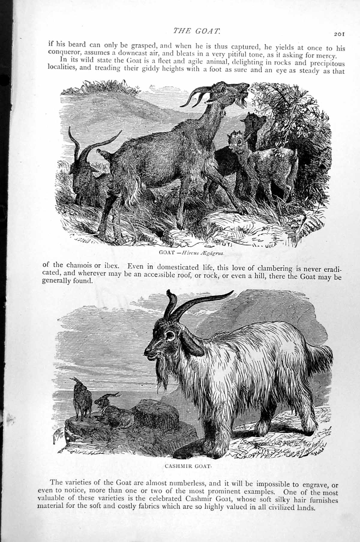 Original Old Antique Print Goat Hircus Aegagrus Cashmir Goat C1890 Victorian