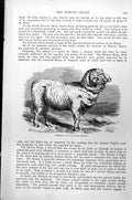 Original Old Antique Print Merino Or Spanish Sheep C1890 19th Century