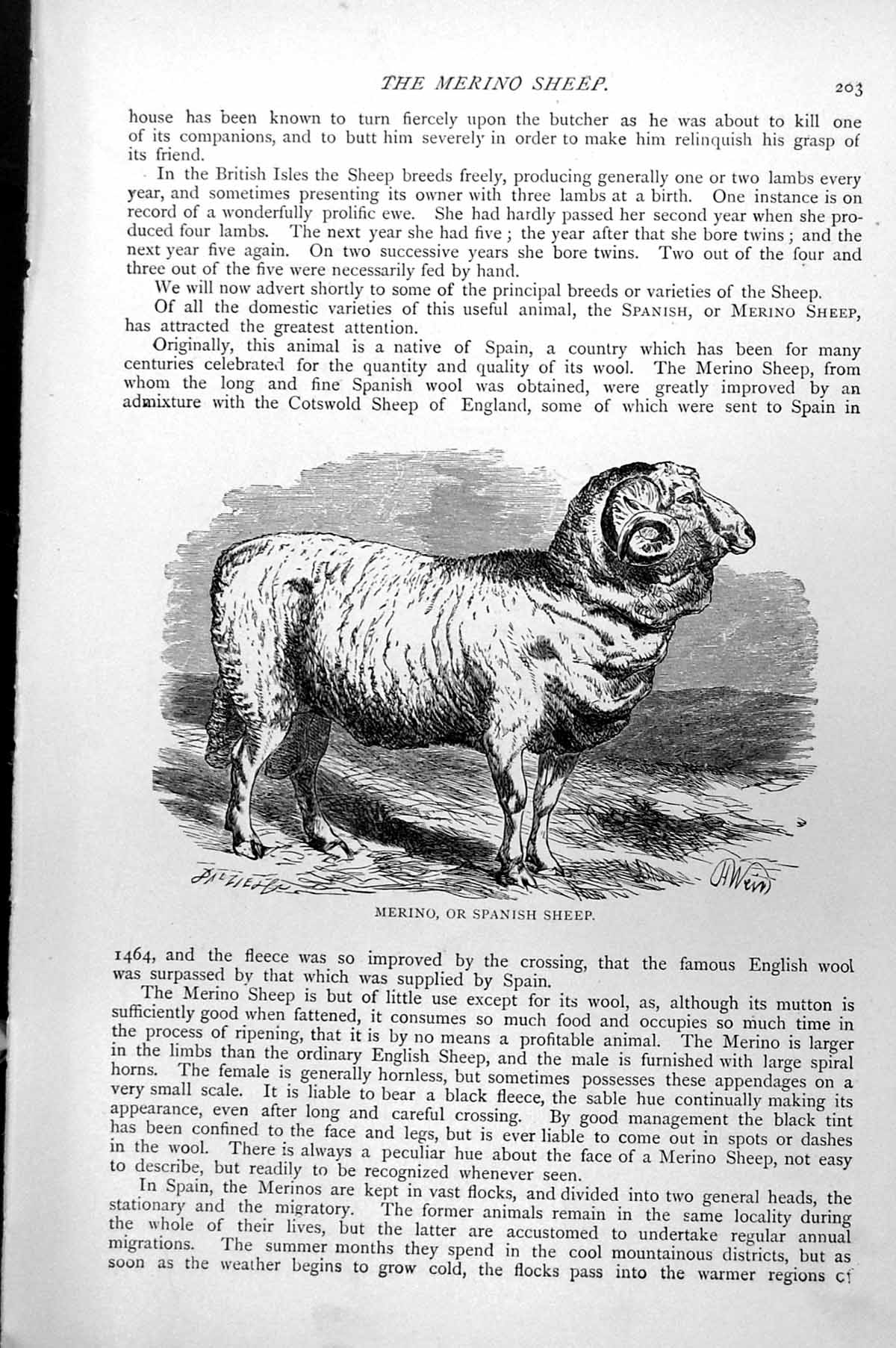 Original Old Antique Print Merino Or Spanish Sheep C1890 19th Century