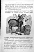 Original Old Antique Print Argali Caprovus Argali C1890 19th Century