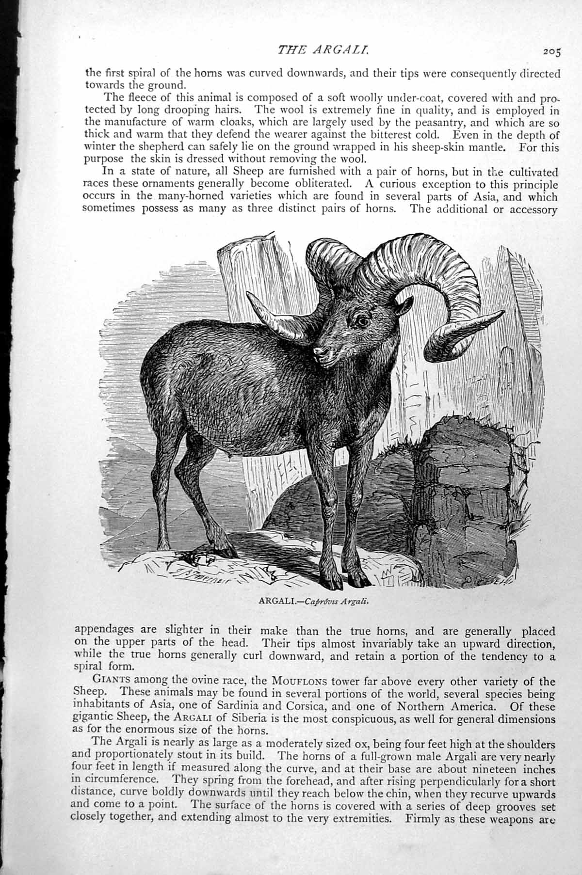Original Old Antique Print Argali Caprovus Argali C1890 19th Century