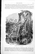 Original Old Antique Print Giraffe Giraffa Camelopardalis C1890 19th