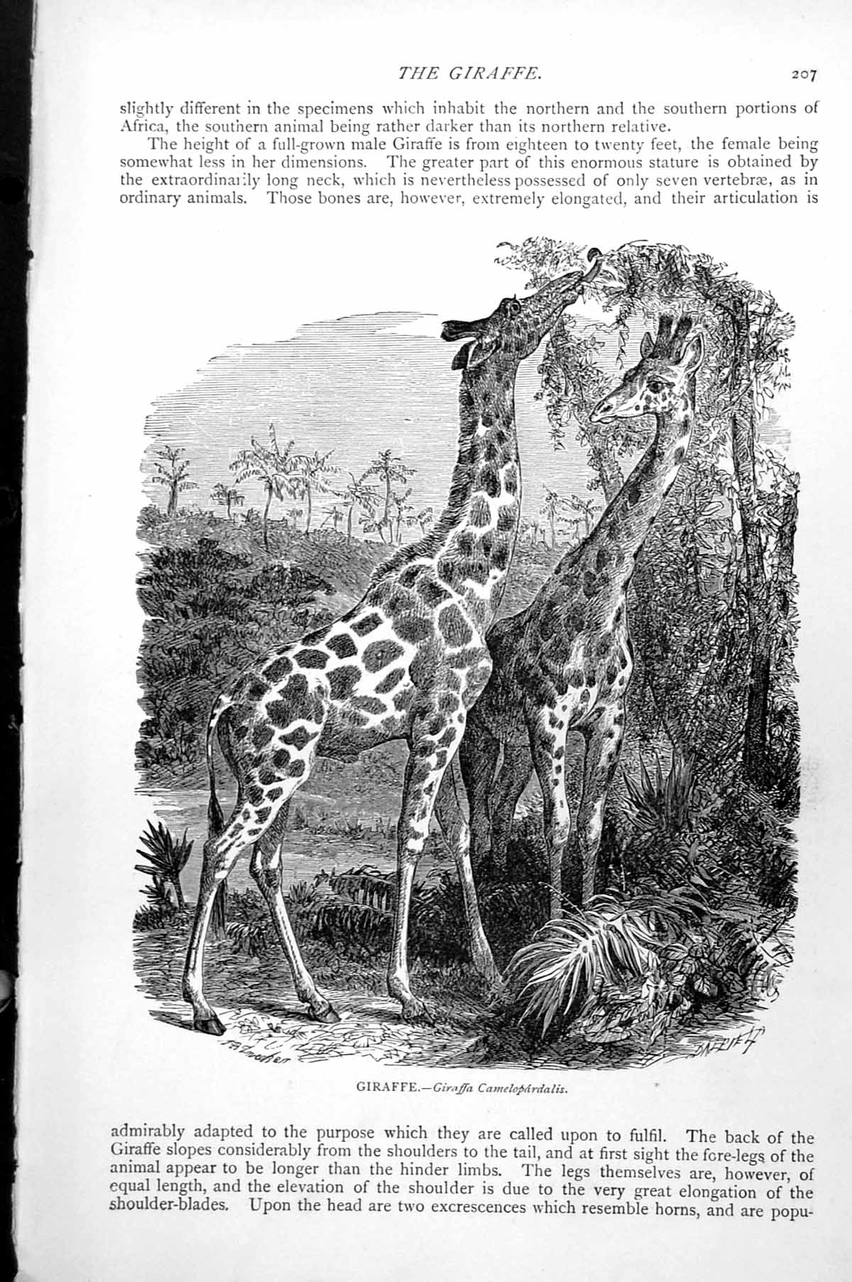 Original Old Antique Print Giraffe Giraffa Camelopardalis C1890 19th