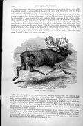 Original Old Antique Print Moose Or Elk Alces Malchis C1890 19th