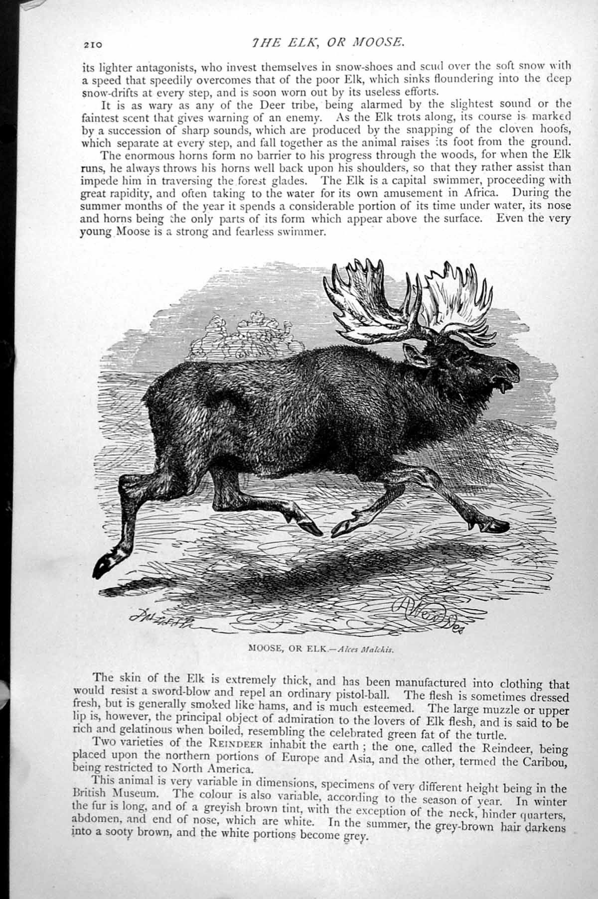 Original Old Antique Print Moose Or Elk Alces Malchis C1890 19th