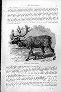 Original Old Antique Print Reindeer Tarandus Rangifer C1890 19th