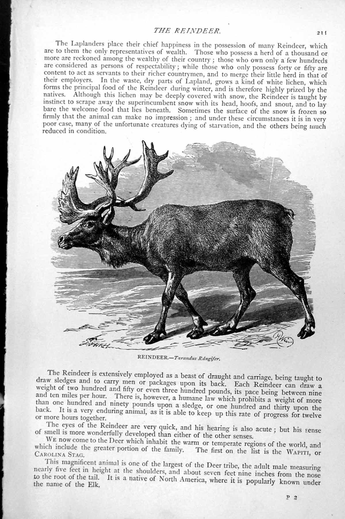 Original Old Antique Print Reindeer Tarandus Rangifer C1890 19th