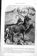 Original Old Antique Print Stag Or Red Deer Hinds Cervus Elaphus C1890 19th