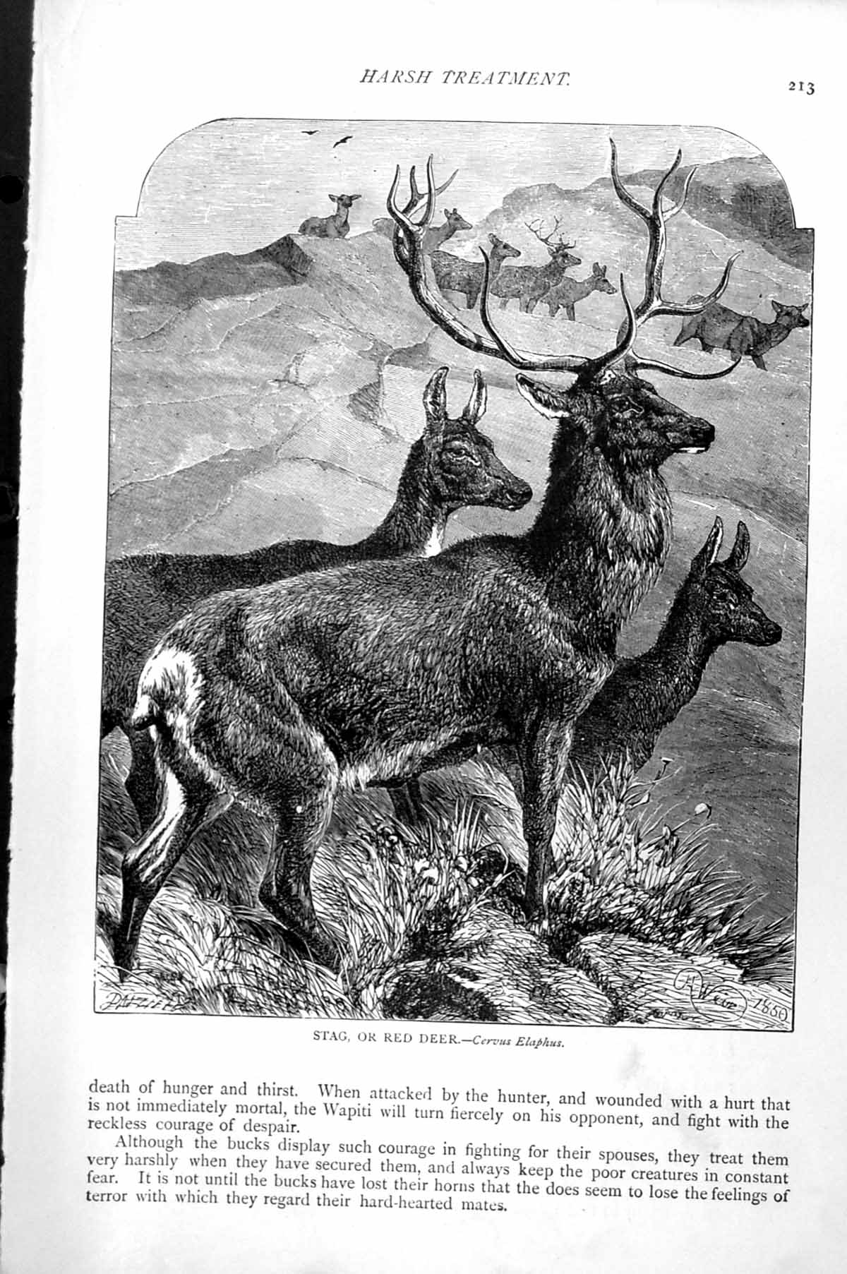 Original Old Antique Print Stag Or Red Deer Hinds Cervus Elaphus C1890 19th