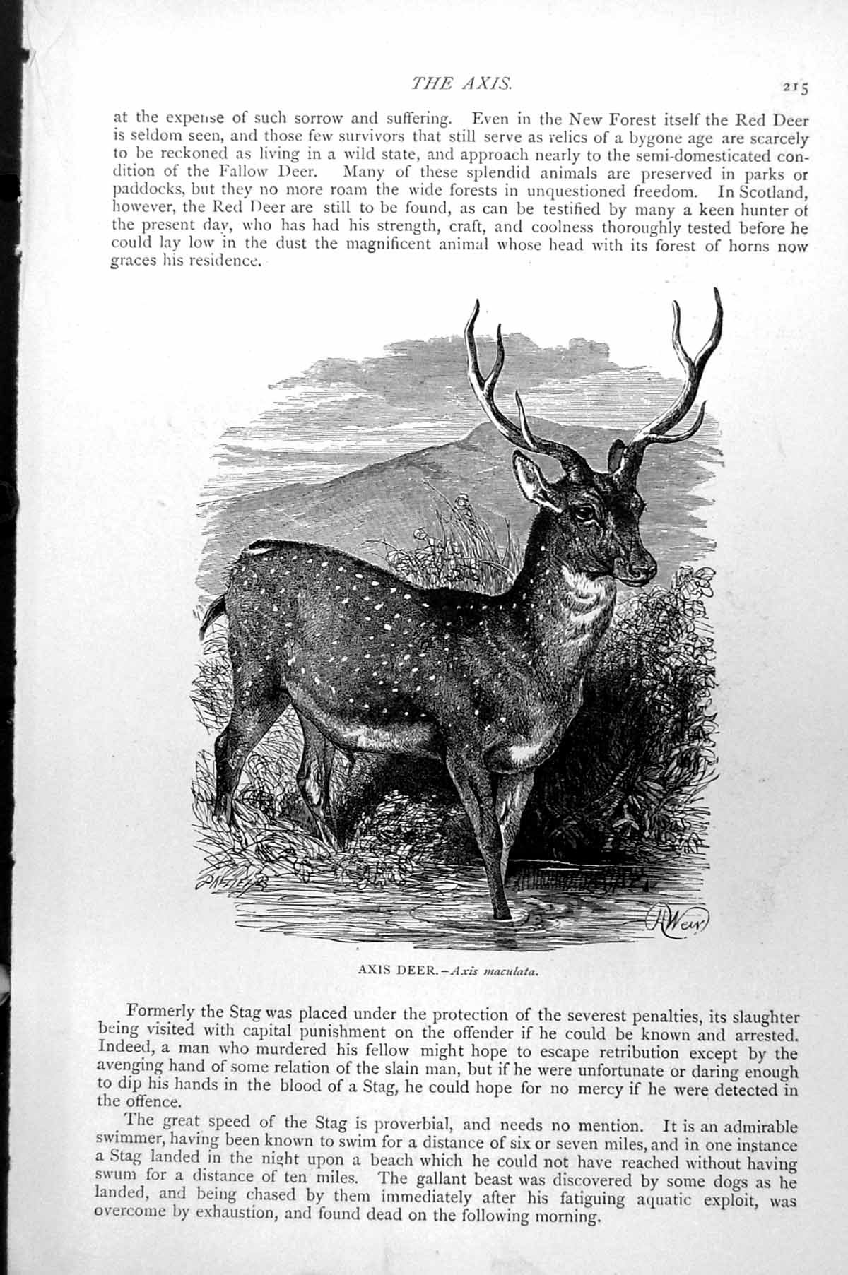 Original Old Antique Print Axis Deer Axis Maculata C1890 19th Century