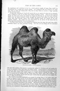 Original Old Antique Print Bactrian Camel Camelus Bactrianus C1890 Victorian