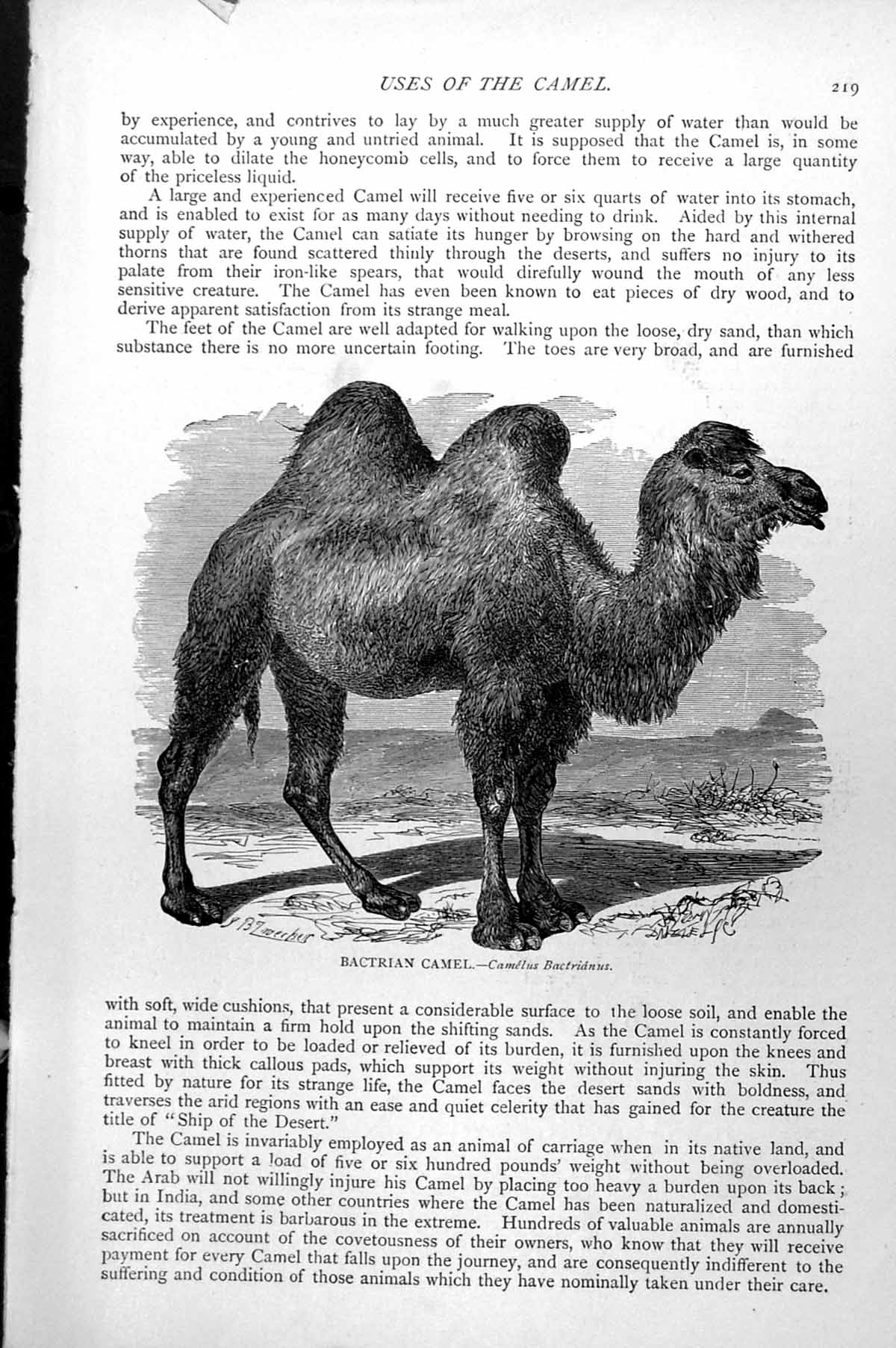 Original Old Antique Print Bactrian Camel Camelus Bactrianus C1890 Victorian