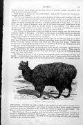 Original Old Antique Print Alpaca Llama Llama Pacos C1890 19th