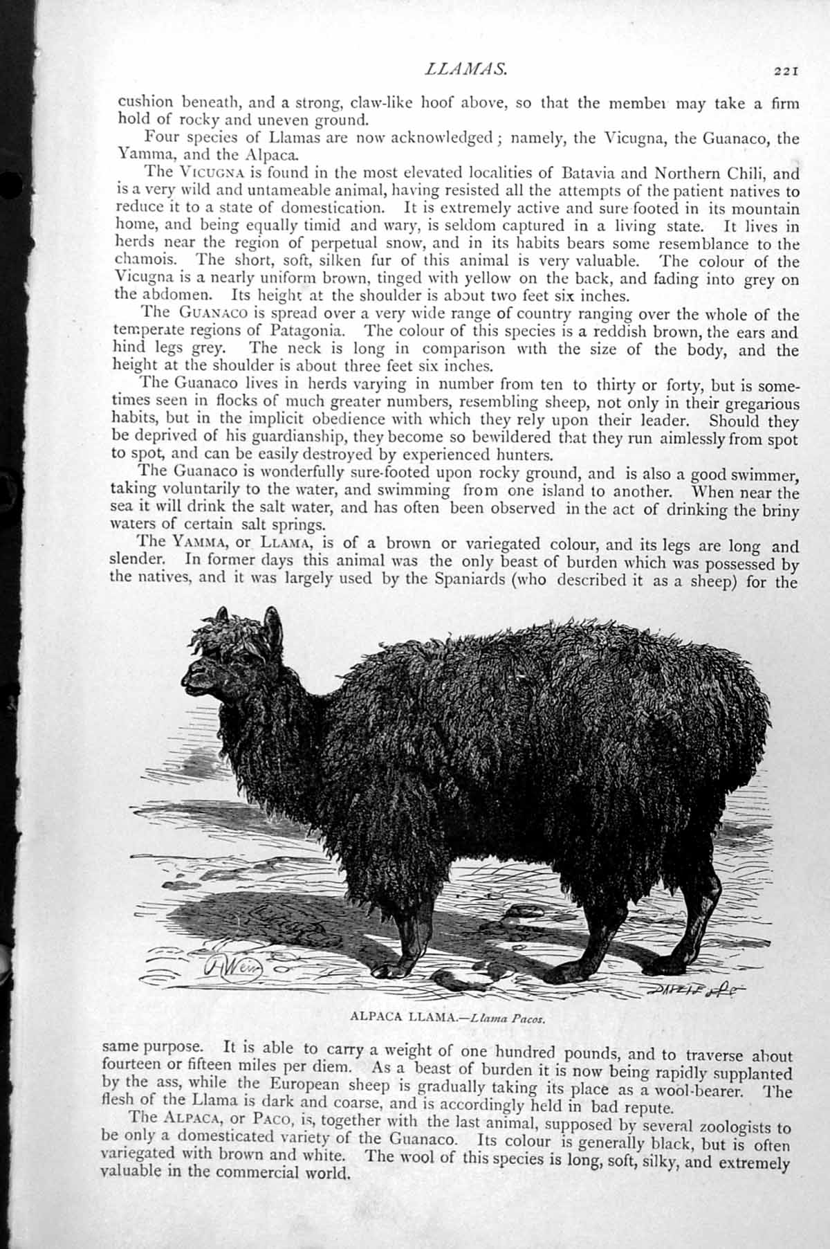 Original Old Antique Print Alpaca Llama Llama Pacos C1890 19th