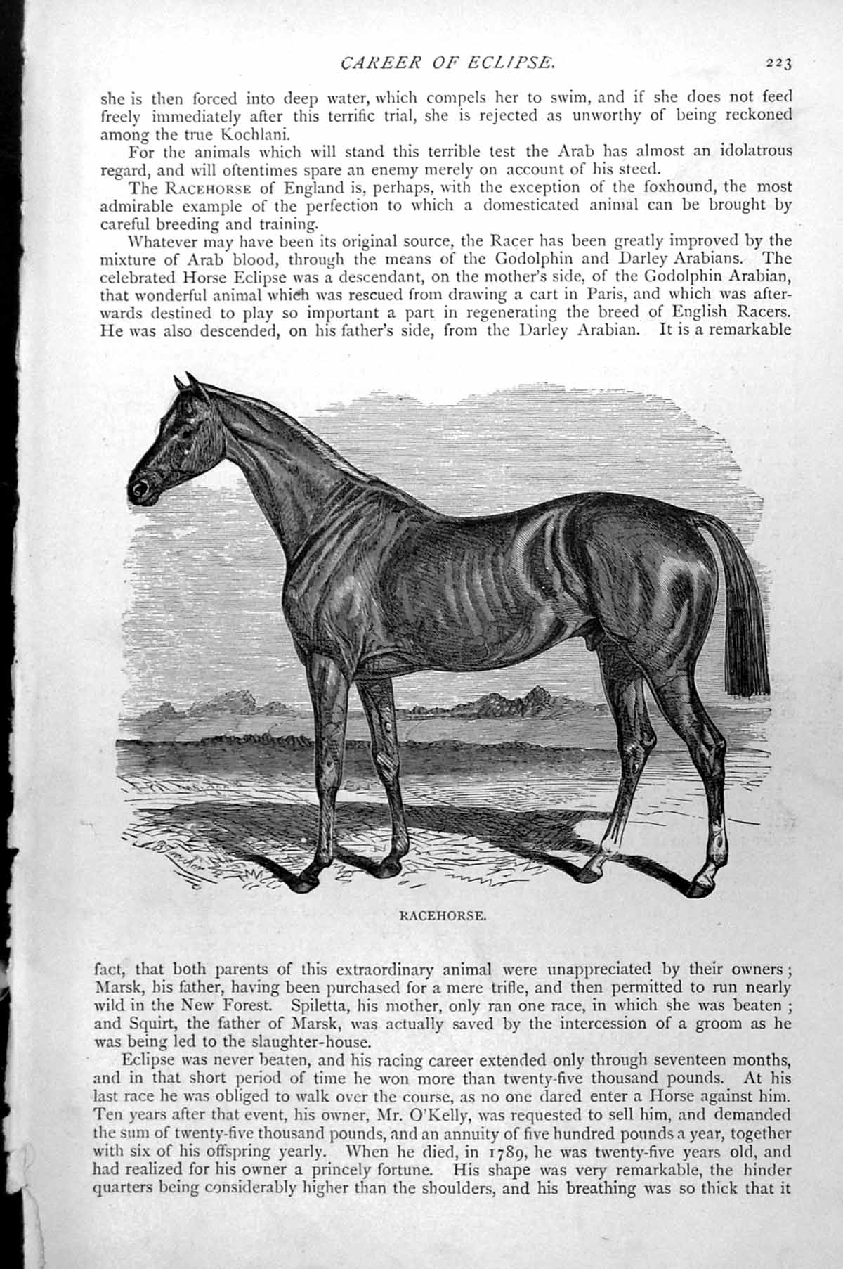 Original Old Antique Print Racehorse C1890 19th Century