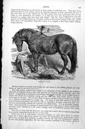 Original Old Antique Print Suffolk Punch C1890 19th Century