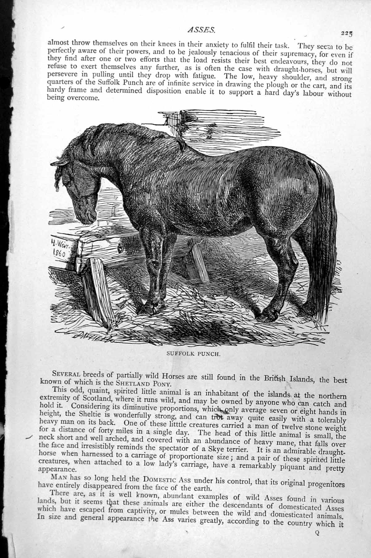 Original Old Antique Print Suffolk Punch C1890 19th Century
