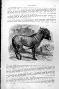 Original Old Antique Print Ass Assinus Vulgaris C1890 19th Century