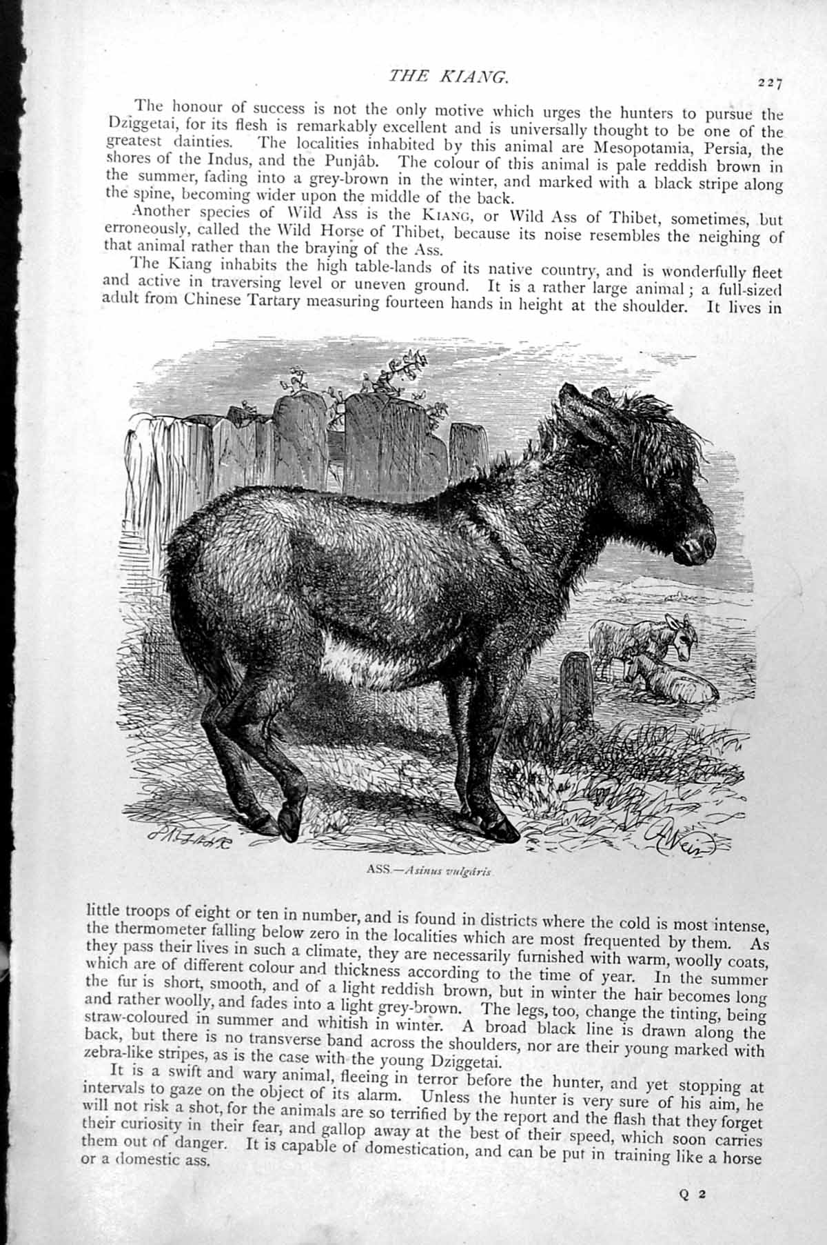 Original Old Antique Print Ass Assinus Vulgaris C1890 19th Century