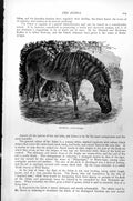 Original Old Antique Print Quagga Asinus Quagga C1890 19th Century