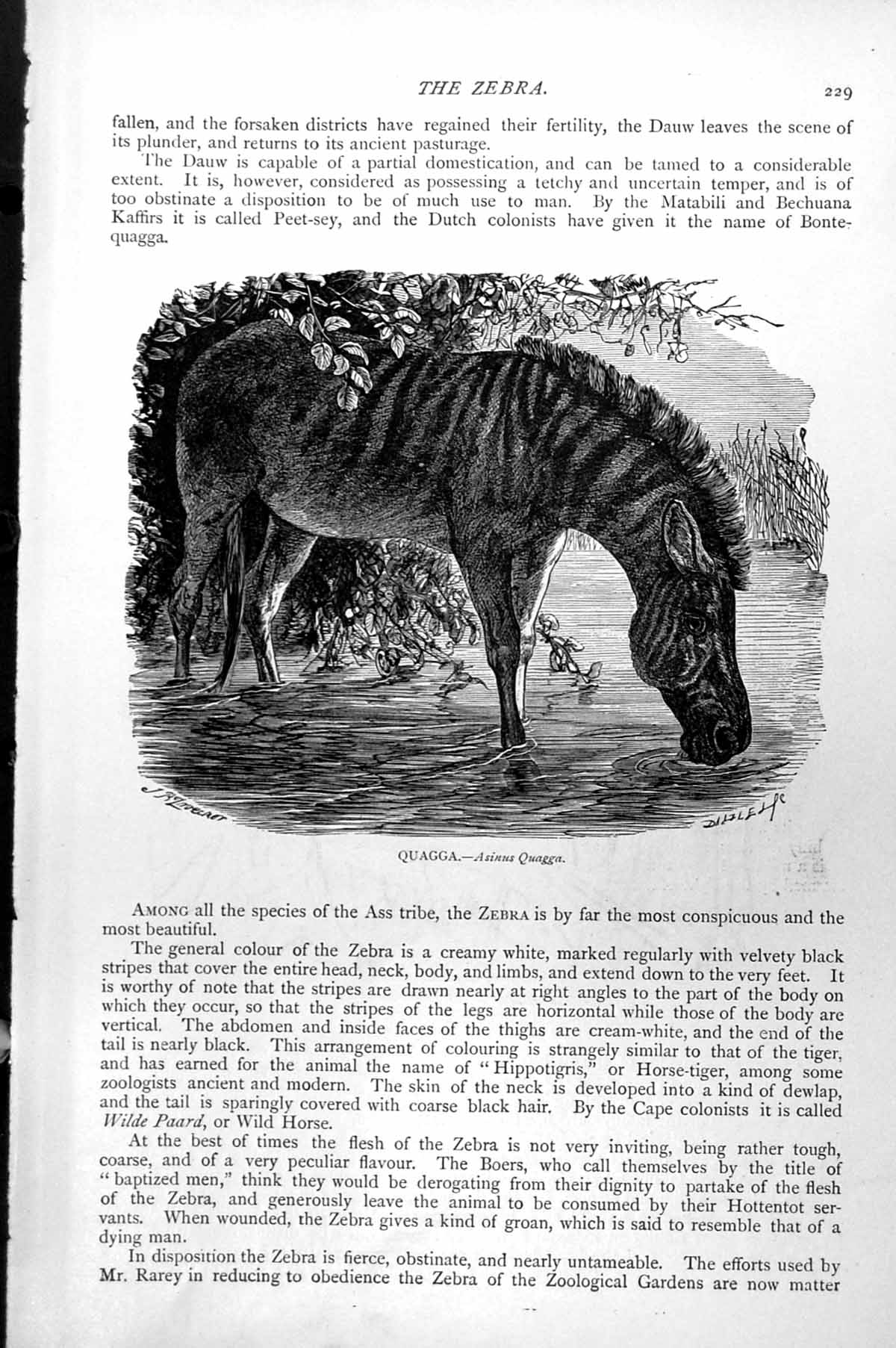 Original Old Antique Print Quagga Asinus Quagga C1890 19th Century