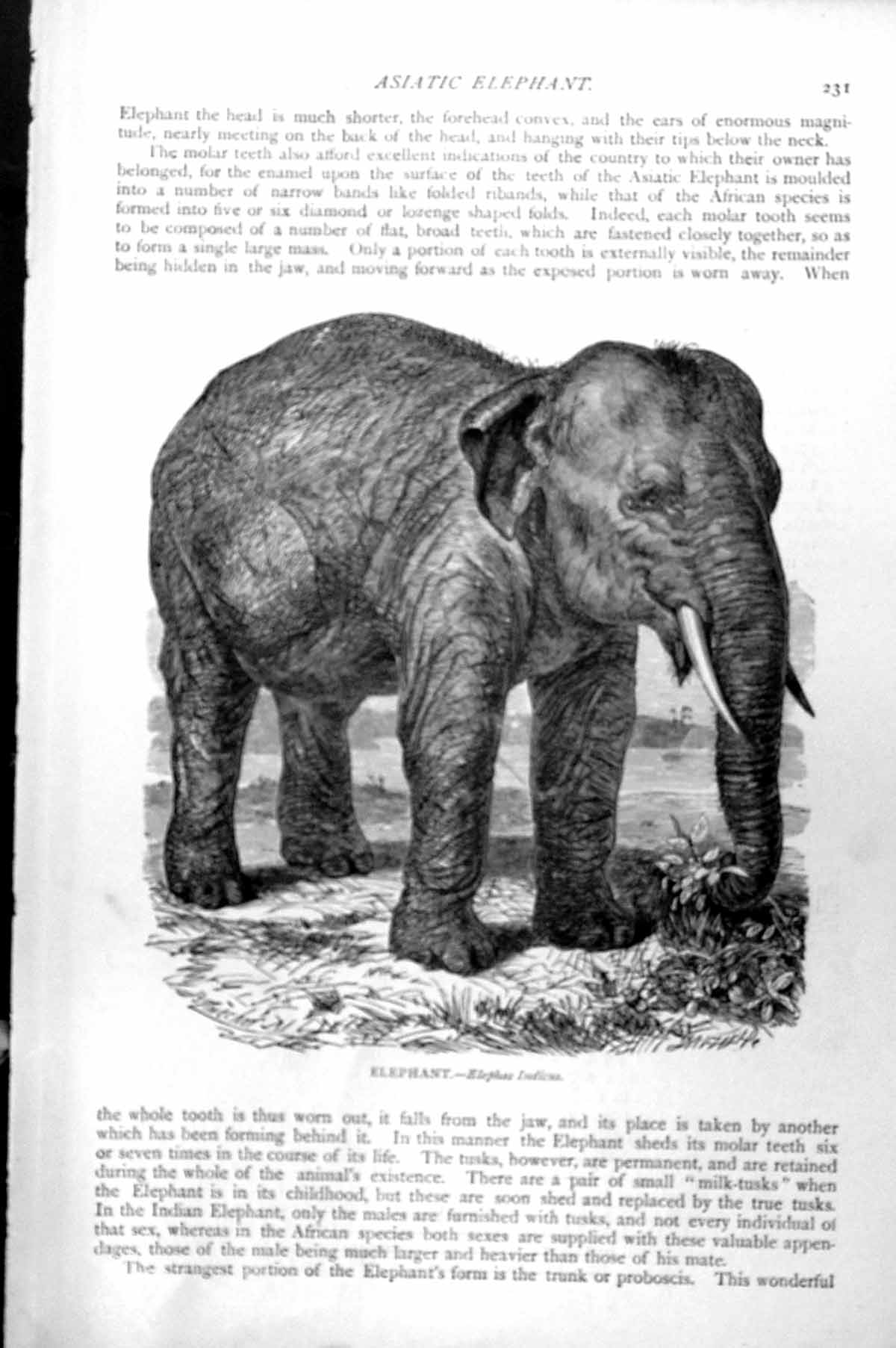 Original Old Antique Print Elephant Elephas Indicus C1890 19th