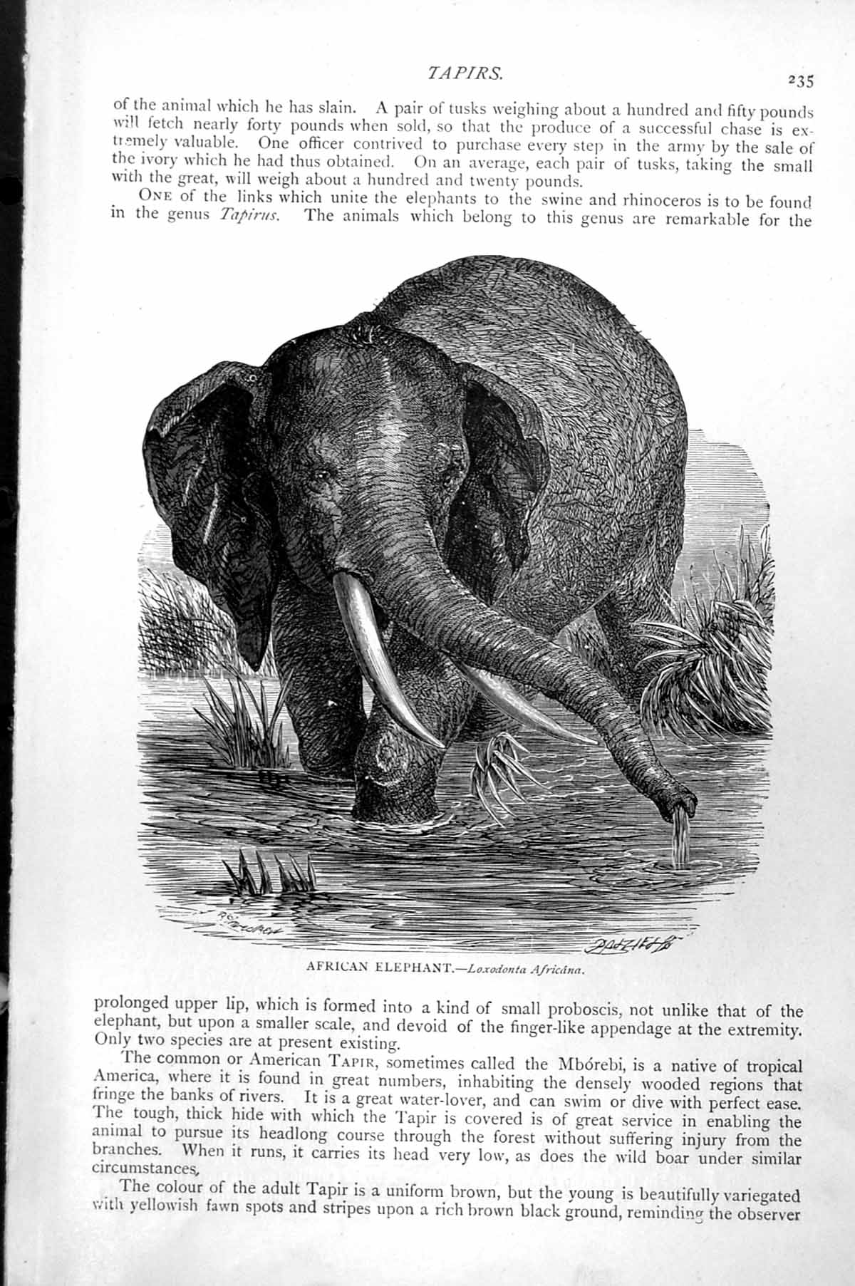 Original Old Antique Print African Elephant Loxodonta Africana C1890 Victorian