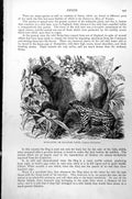 Original Old Antique Print Kuda-Ayer Or Malayan Tapir Tapirus Malayanus C1890