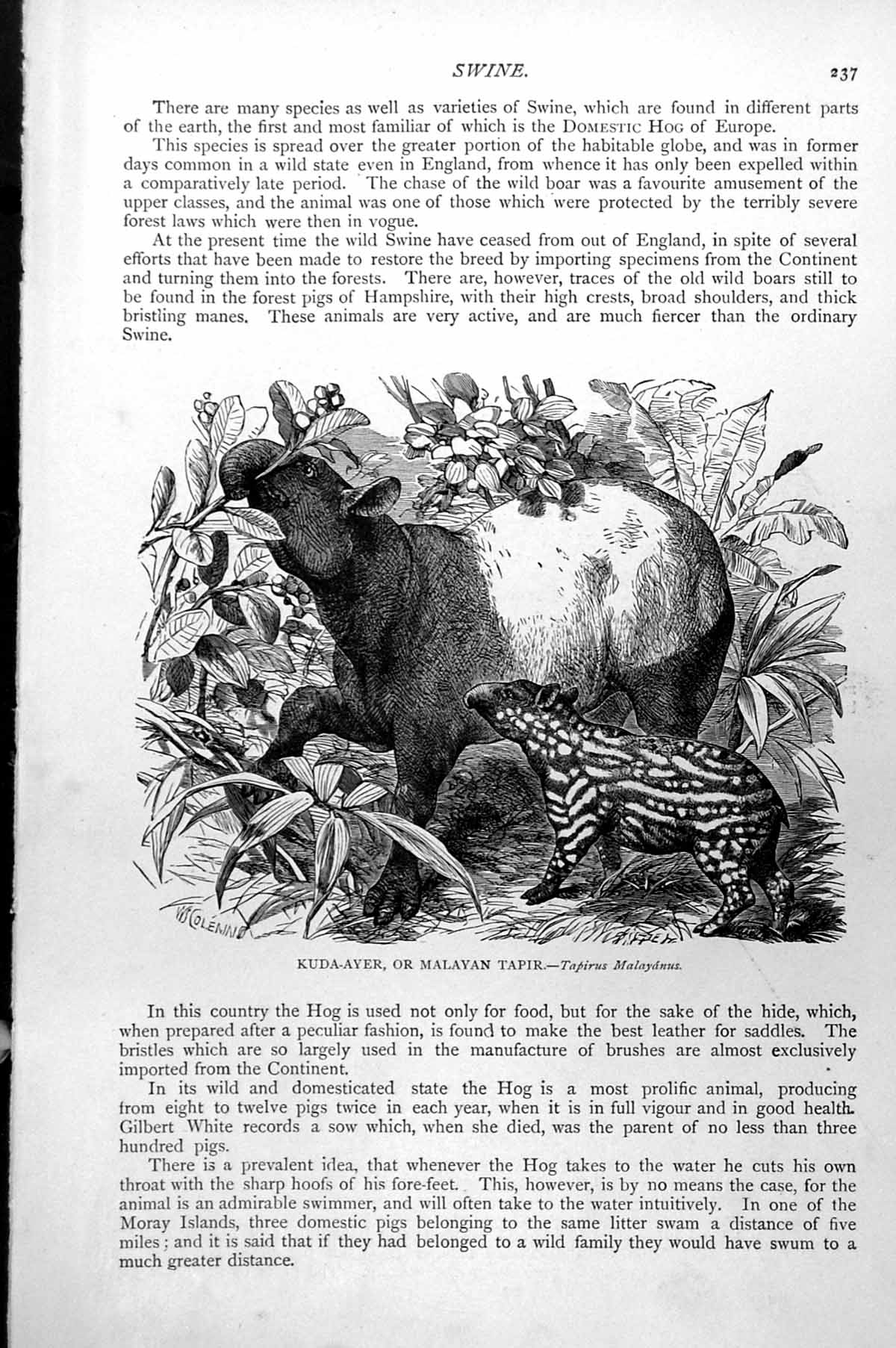 Original Old Antique Print Kuda-Ayer Or Malayan Tapir Tapirus Malayanus C1890