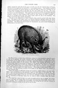 Original Old Antique Print Bosch Vark Choiropotamus Africanus C1890 Victorian
