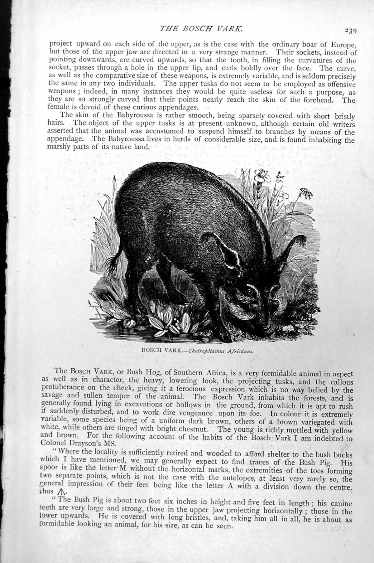 Original Old Antique Print Bosch Vark Choiropotamus Africanus C1890 Victorian