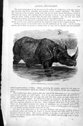 Original Old Antique Print Indian Rhinoceros Rhinoceros Unicornis C1890 19th