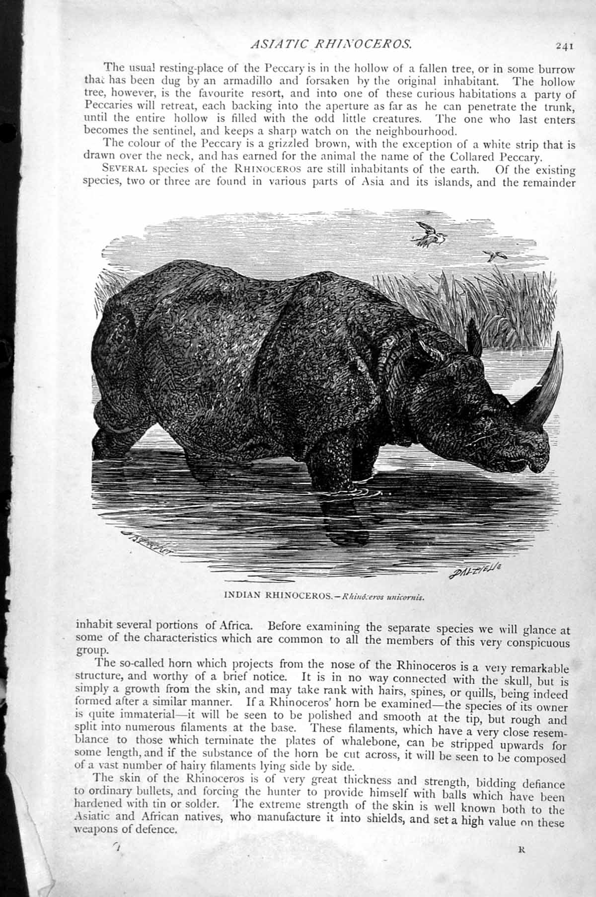 Original Old Antique Print Indian Rhinoceros Rhinoceros Unicornis C1890 19th