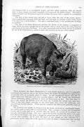 Old Antique Print Keitloa Or Sloan'S Rhinoceros Rhinoceros Keitloa C1890 19th