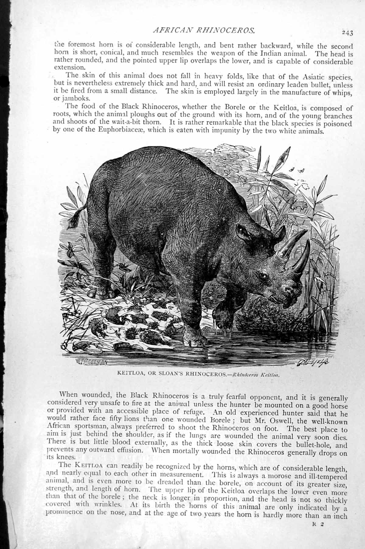 Old Antique Print Keitloa Or Sloan'S Rhinoceros Rhinoceros Keitloa C1890 19th