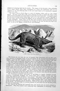 Original Old Antique Print Aardvark Ant Hills Orycteropus Capensis C1890 19th